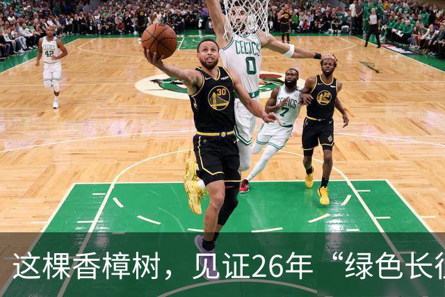 这棵香樟树，见证26年“绿色长征”